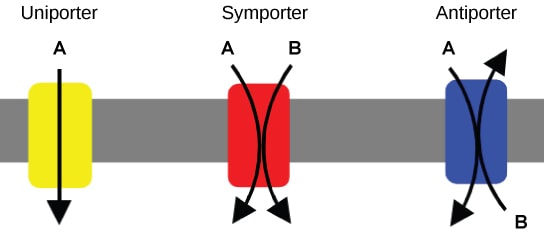 Carrier proteins - porter types diagram