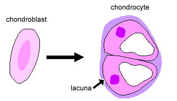Cartilage cell clusters in cartilage with each lacuna