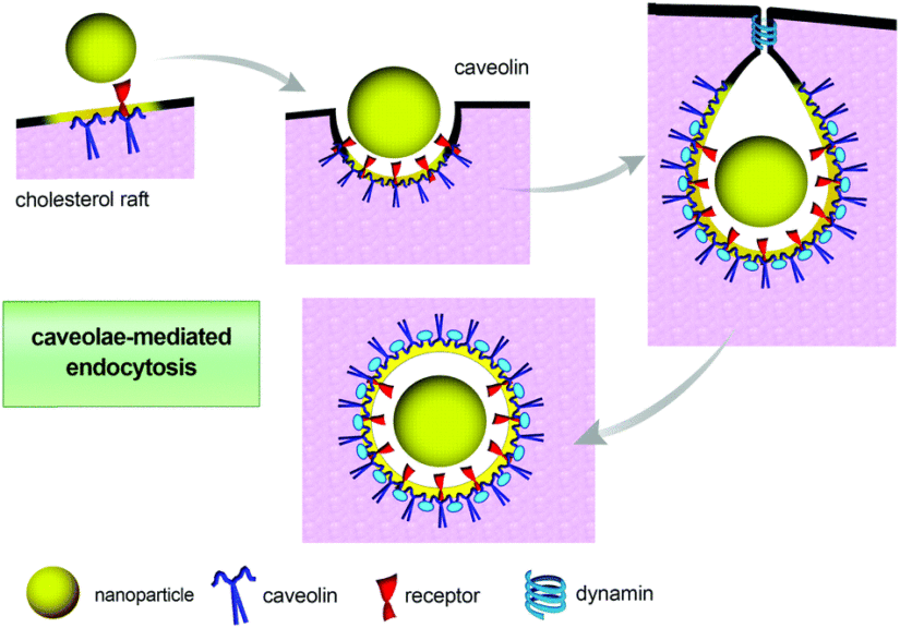 Caveolae-mediated endocytosis