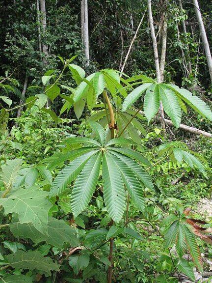 Cecropia trees