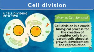 Cell division definition and example