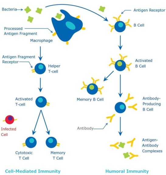 Cell-mediated and Humoral Immunity