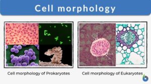 Cell morphology - definition and examples