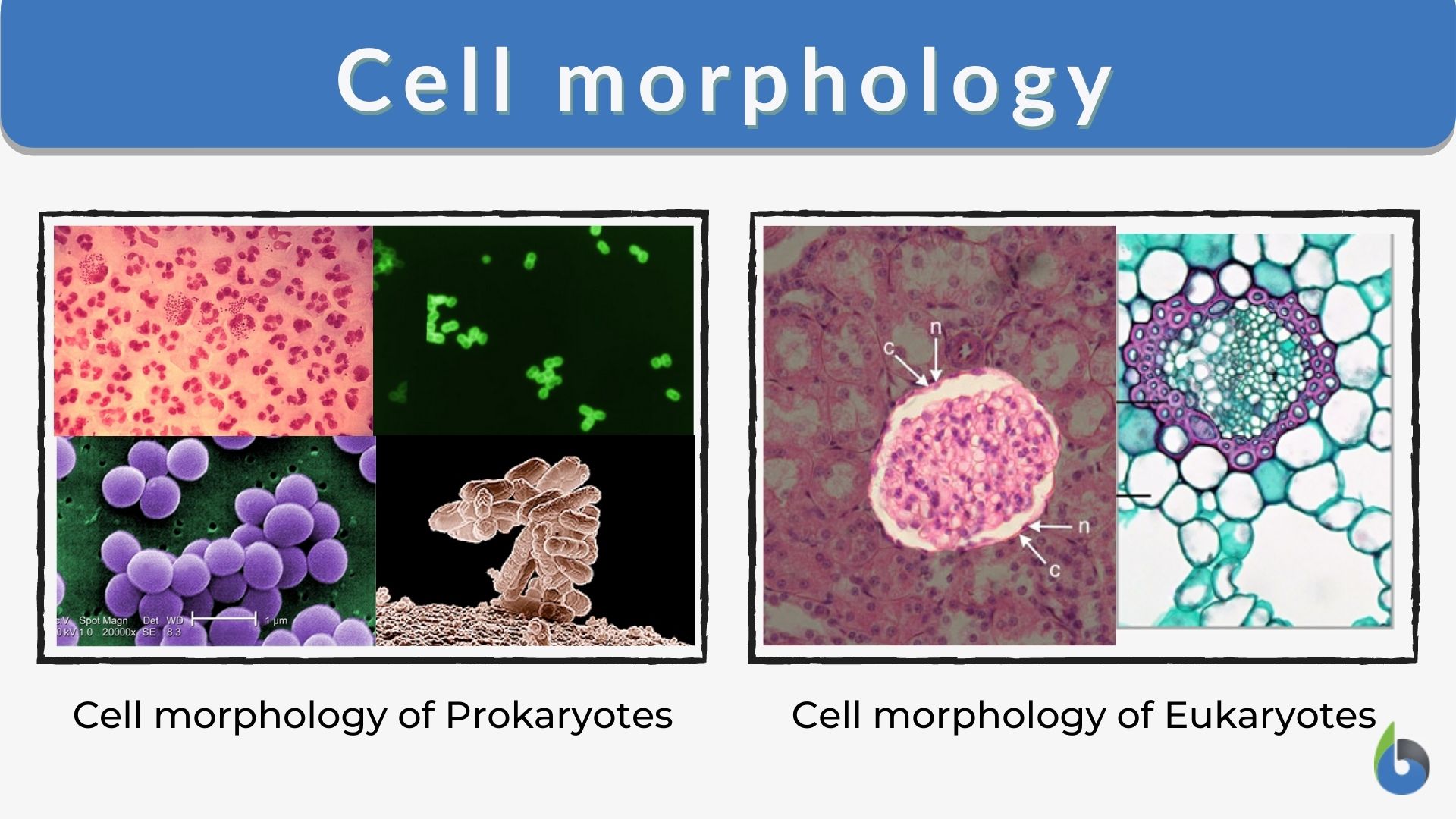 Cell morphology - Definition and Examples - Biology Online Dictionary