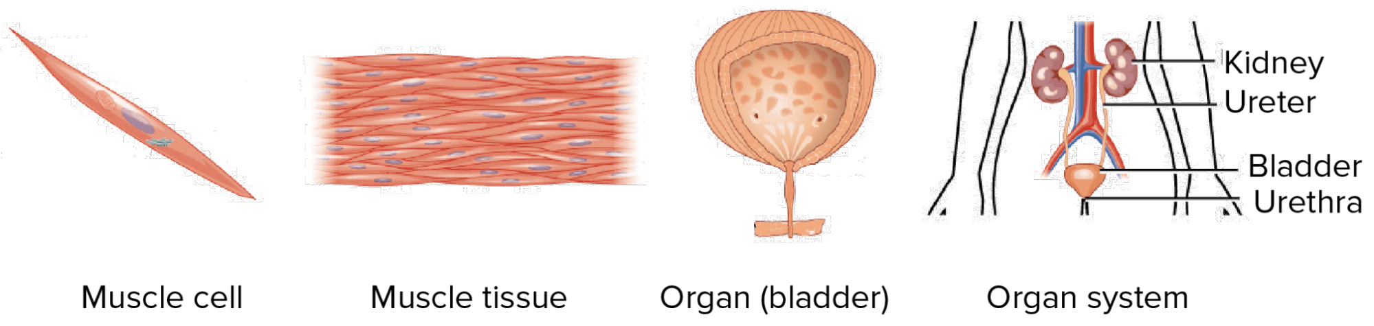 Cell to Organ System diagram