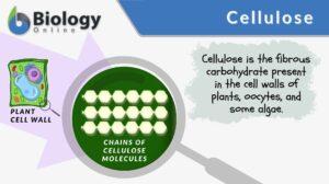 Cellulose definition and example