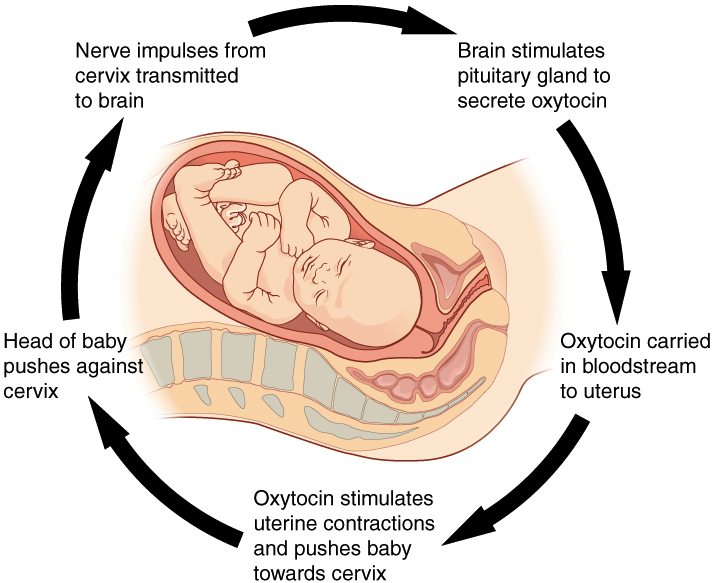 Childbirth Mechanism during Positive feedback system