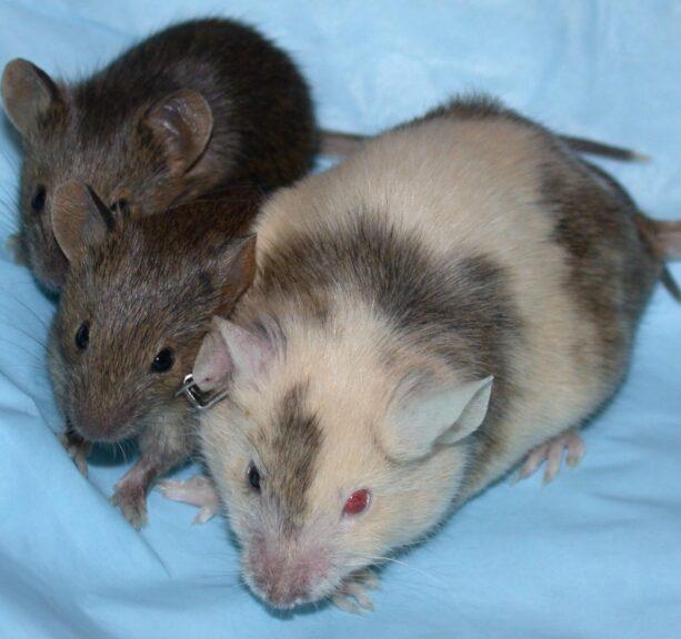 Chimeric mice