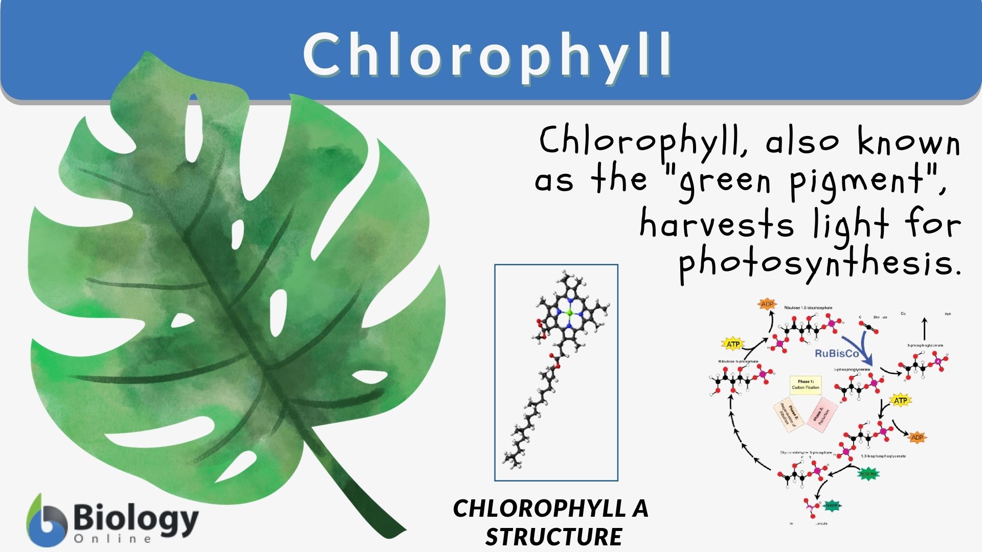 Chlorophyll Definition And Examples Biology Online Dictionary