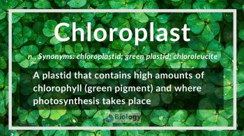 Chloroplast definition