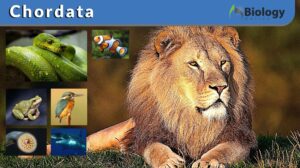 Chordata definition