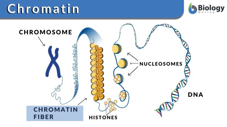 Chromatin Definition And Examples Biology Online Dictionary