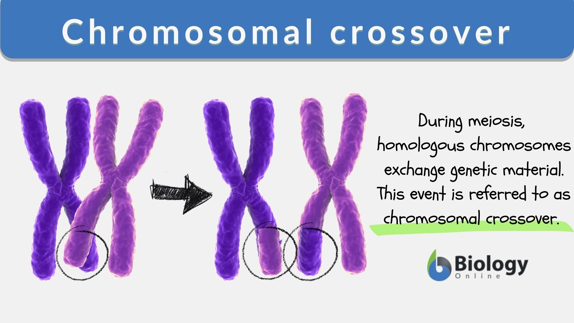 Chromosomal crossover Definition and Examples - Biology Online Dictionary