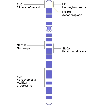 All mutations and their apperances?