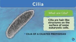 Cilia definition and example
