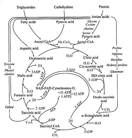 Citric Acid diagram - by Thermo Fisher Scientific