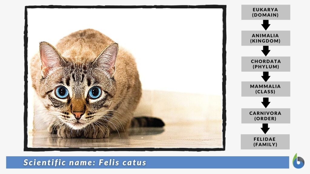 Scientific name domestic sales cat