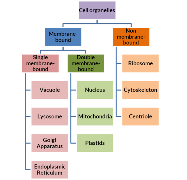 Classification of cell organelles