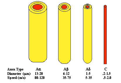 Classification of the axon afferent nerve fibers