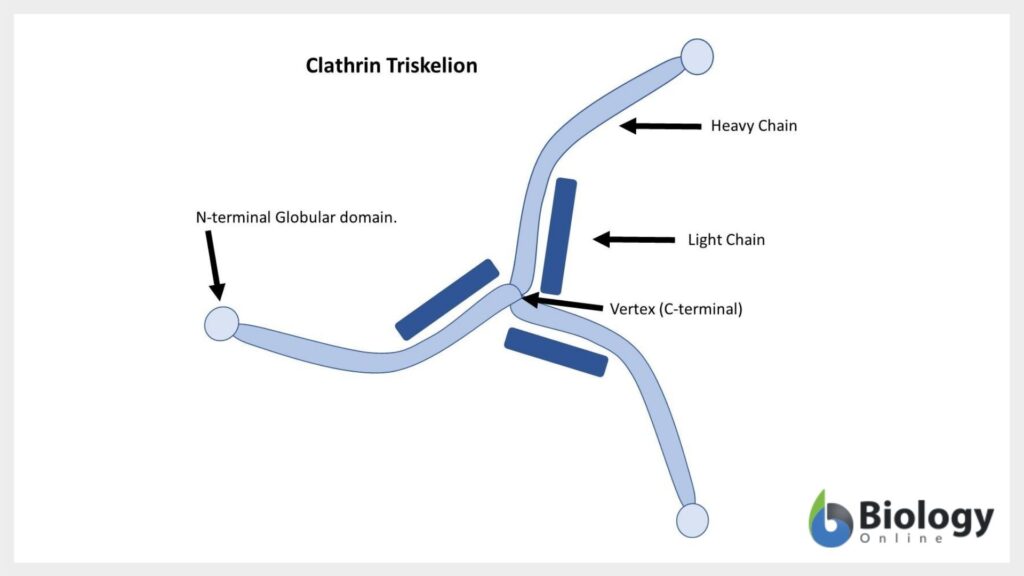 Clathrin Triskelion