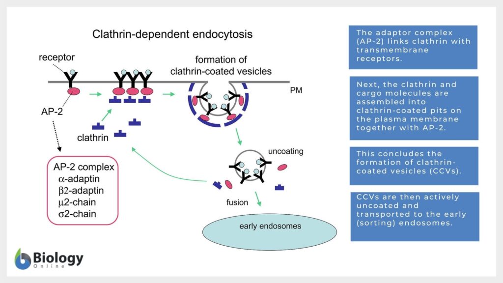 Clathrin-mediated Pinocytosis