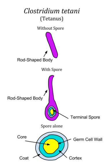 Clostridium tetani