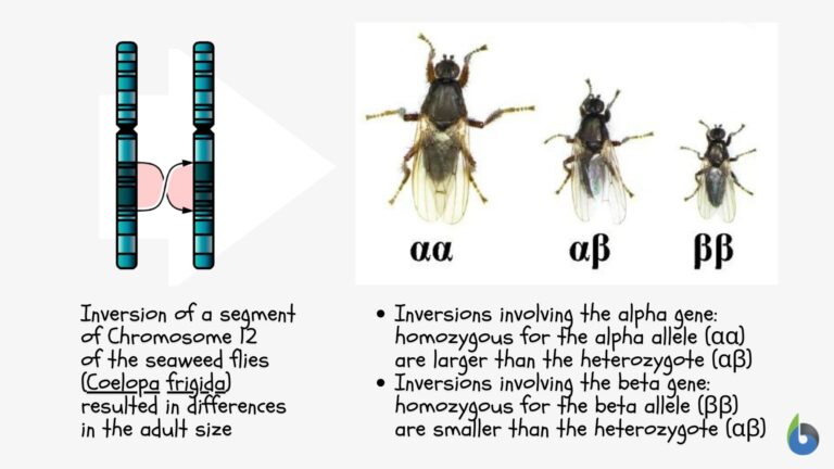 Chromosomal mutation - Definition and Examples - Biology Online Dictionary