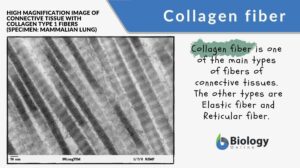 Collagen fiber info and examples