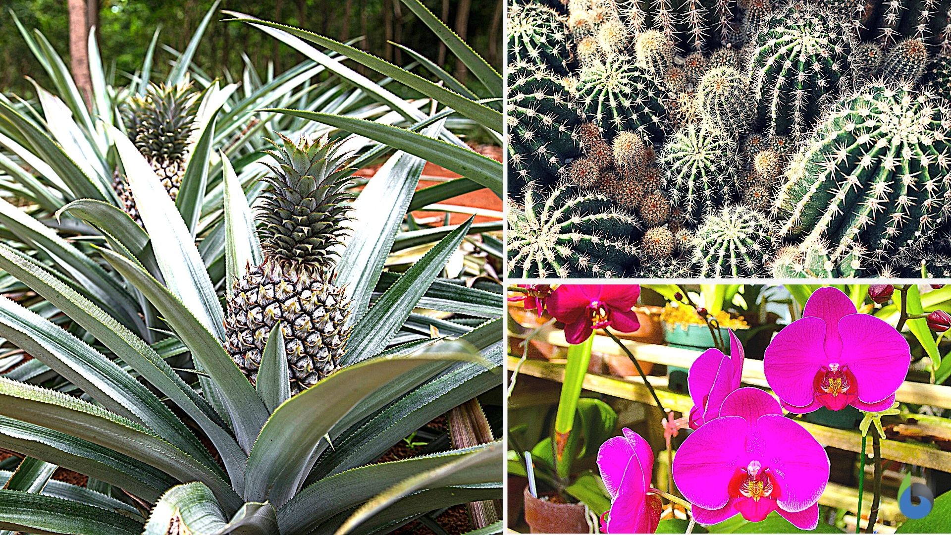 Common CAM plants