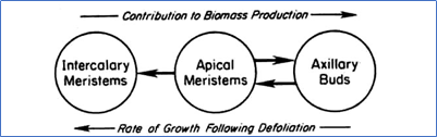 Comparison of meristematic activity of different meristems of plants - Briske D.D., 1986