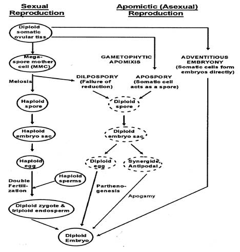 Comparison of sexual and apomictic pathways in flowering plants - by TNAU Agritech Portal