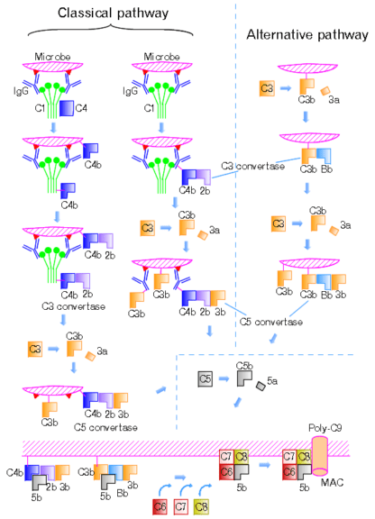 Complement system pathways