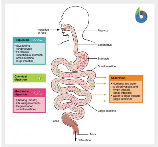 Assimilation - Definition and Examples - Biology Online Dictionary