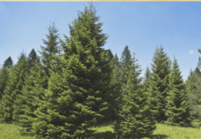 Conical trees
