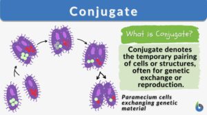 Conjugate definition and example