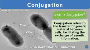 Conjugation definition and example