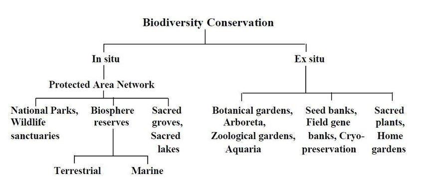 Conservation efforts Ex situ vs in situ examples