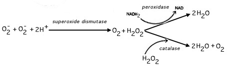 Conversion of reactive singlet oxygen to molecular oxygen by superoxide dismutase - diagram