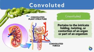 Convoluted definition and examples