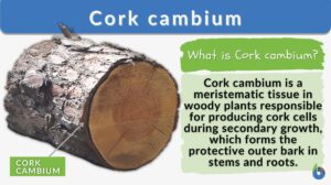 Cork cambium definition and example (1)