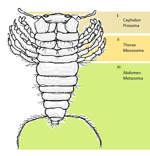 Metamerism Definition and Examples - Biology Online Dictionary Metamerism Definition and Examples - Biology Online Dictionary