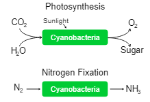 Cyanobacteria photosynthesis and nitrogen fixation diagram