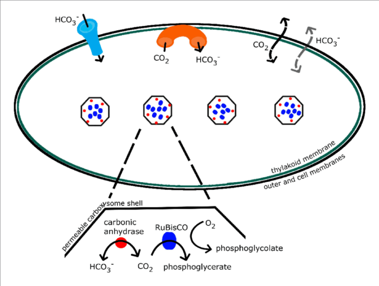 Cyanobacterial cell photosynthesis