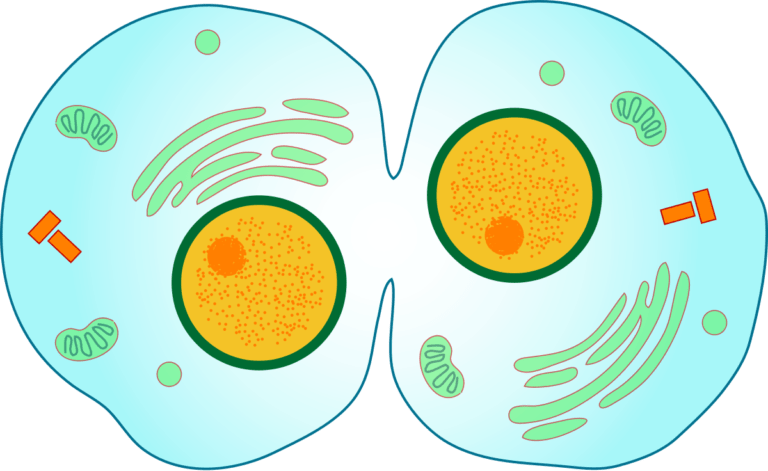 Cytokinesis Definition and Examples Biology Diagrams