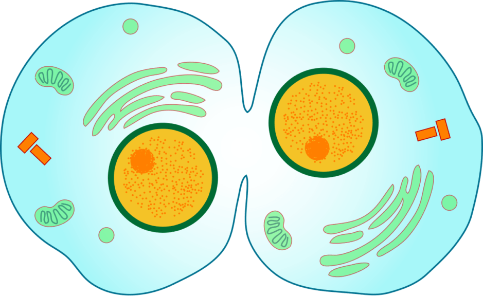 Cytokinesis Definition and Examples - Biology Online Dictionary Cytokinesis Definition and Examples - Biology Online Dictionary