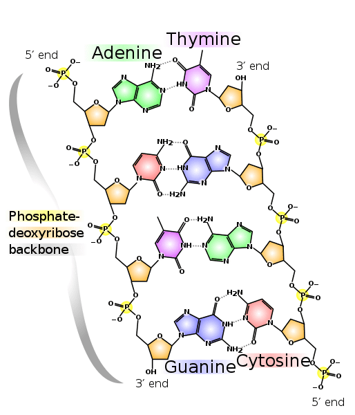 DNA Structure