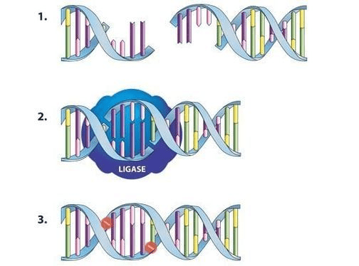 DNA ligase mechanism