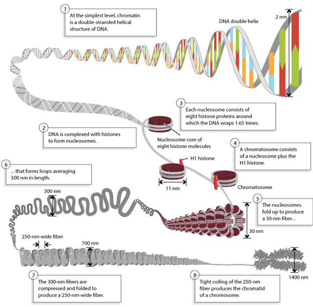 DNA packaging