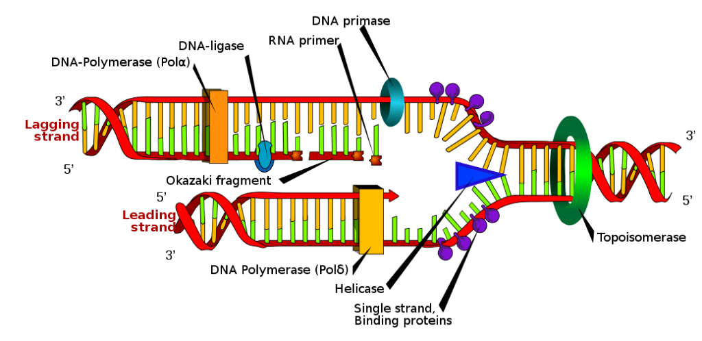 DNA replication