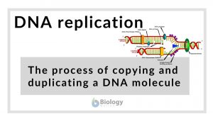 DNA replication definition